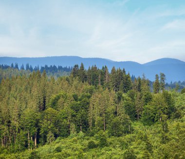 Resimli bir yaz Karpatlar 'ın dağlık kırsal otlakları. Bol bitki örtüsü ve güzel kır çiçekleri..