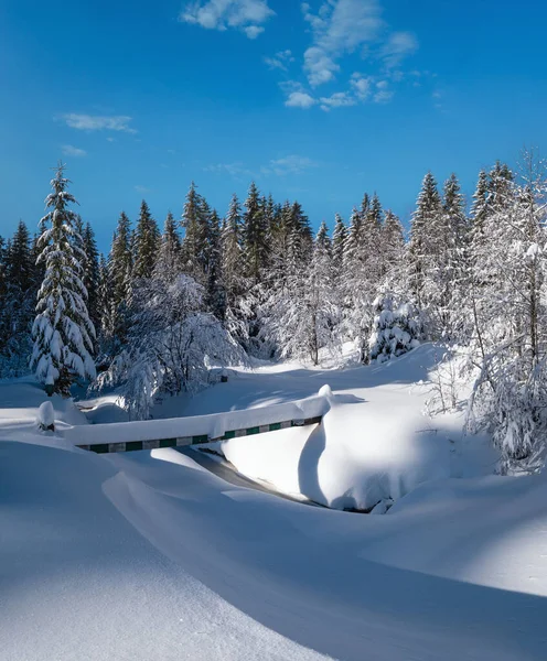 Alpine Mountain Snowy Winter Fir Forest Snowdrifts Frozen Small Stream — Stock Photo, Image