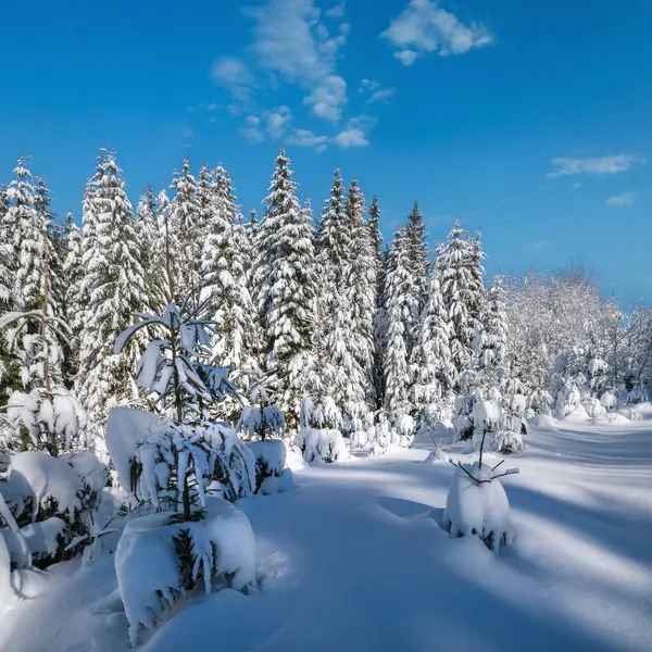 Alpine Mountain Snowy Winter Fir Forest Snowdrifts — Stock Photo, Image