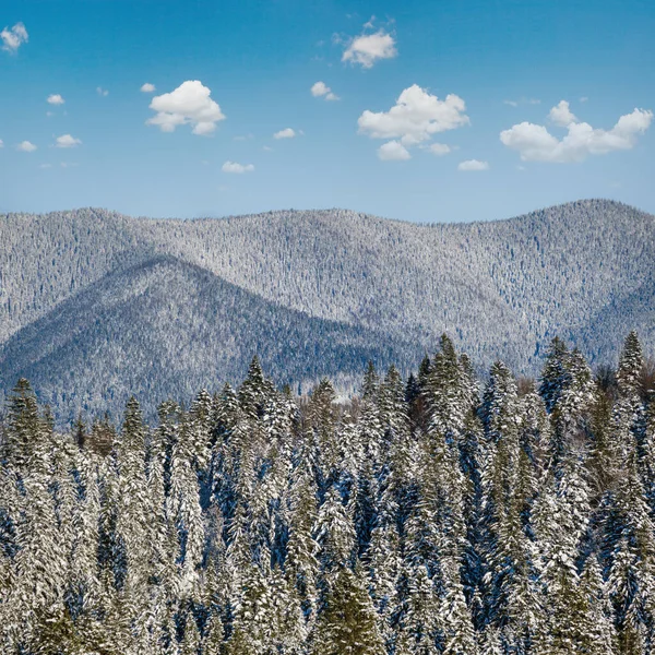 冬季高山 从山村俯瞰冷杉和松树林 风景秀丽的旅游 自然及乡村美景概念背景 — 图库照片