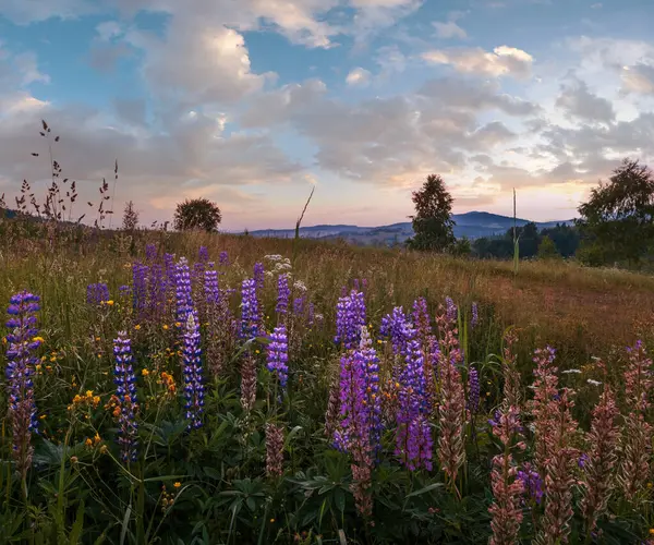 Schilderachtige Juni Karpaten Bergweiden Overvloed Aan Vegetatie Prachtige Wilde Bloemen — Stockfoto