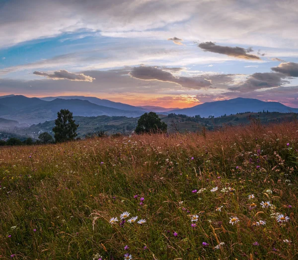 美丽的夏夜 喀尔巴阡山乡村草甸 繁茂的植被和美丽的野花 — 图库照片