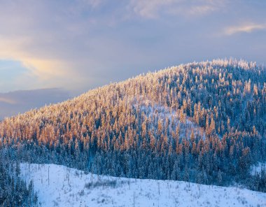 Karpatlar (Skole Beskids, Lviv Oblast, Ukrayna akşam içinde dağ yamacında Ladin ağaçları üst kısımları üzerinde güneş ışığı).
