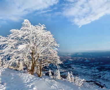 Dağ manzarası güzel süs ağaçları ve snowdrifts yamaç (Karpat Dağları, Ukrayna ile akşam kış sakin)