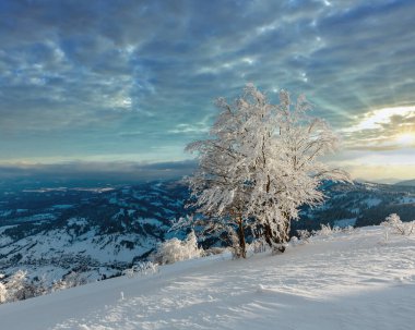 Dağ manzarası güzel süs ağaçları ve snowdrifts yamaç (Karpat Dağları, Ukrayna ile akşam kış sakin)
