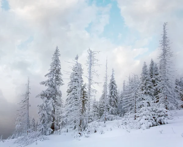 Winter Calm Mountain Landscape Snowfall Ang Beautiful Fir Trees Slope — Stock Photo, Image
