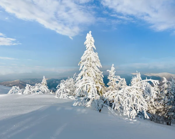 Inverno Noite Calma Paisagem Montanhosa Com Belas Árvores Geada Nevascas — Fotografia de Stock