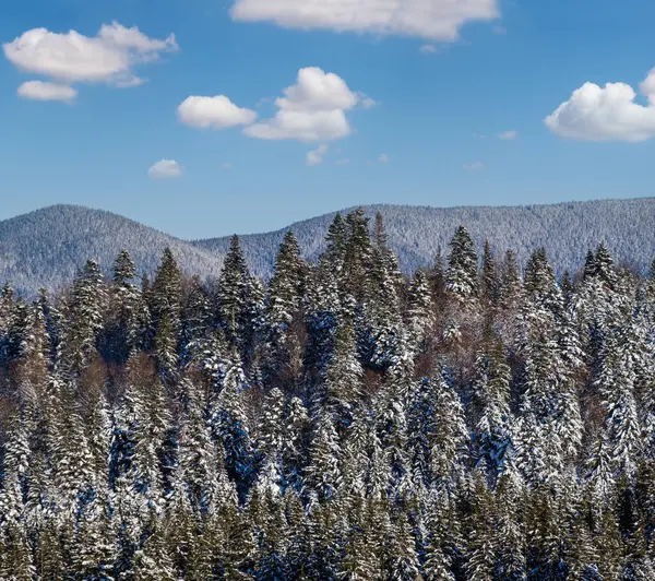 Vinter Alpina Kullar Med Gran Och Tallskog Utsikt Från Bergsbyn — Stockfoto