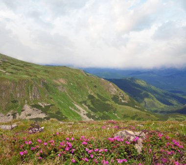 Rhododendron bloemen en prikkeldraad op plaats van eerste Wereldoorlog operationson in zomer berghelling (Oekraïne, Karpaten)