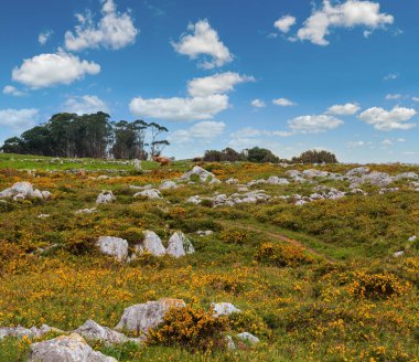 Taşlar ve sarı çiçekler yaz çiçek açması tepede inek sürüsü.