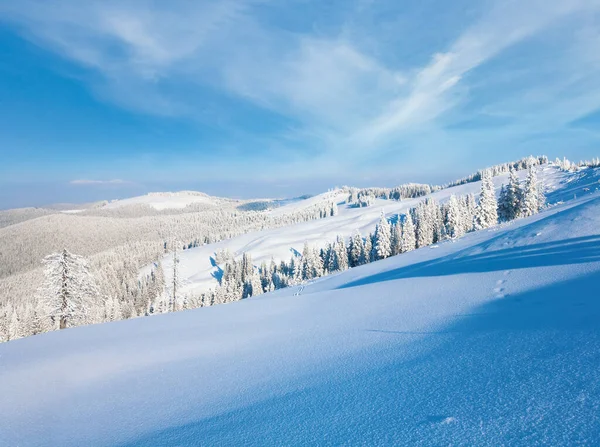 Winter Rime Snow Covered Fir Trees Mountainside Carpathian Mountains Ukraine — Stock Photo, Image