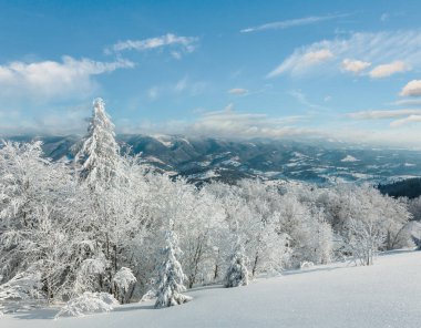 Kış sakin dağ manzarası güzel süs ağaçları ve snowdrifts yamaç (Karpat Dağları, Ukrayna)