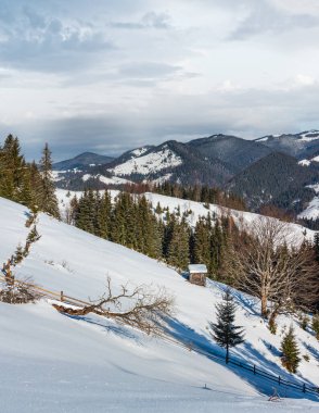 Kış sabah dağ tepe tepe çiftlik kar ile kaplı ve bazı windbreak ağaçlar (Ukrayna, Karpat Dağları, huzur huzurlu Dzembronya Köyü kırsal ilçe sınırı solmuş)