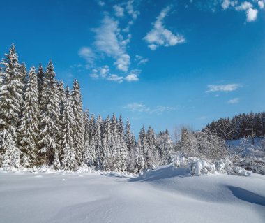 Karlı dağ karlı köknar ormanı. Kar yağışı var.,