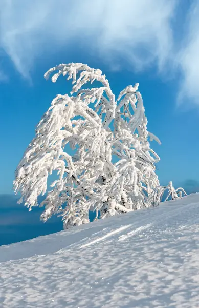 Mooie Winter Sneeuw Cowered Rime Berijpen Boom Berg Helling Met — Stockfoto