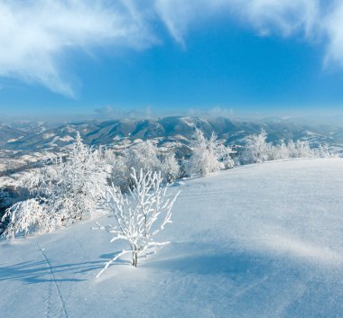 Dağ manzarası güzel süs ağaçları ve snowdrifts yamaç (Karpat Dağları, Ukrayna ile sabah kış sakin)