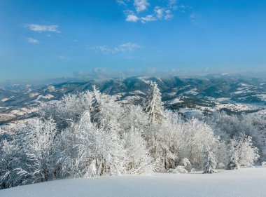 Kış sakin dağ manzarası güzel süs ağaçları ve snowdrifts yamaç (Karpat Dağları, Ukrayna)