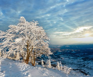 Dağ manzarası güzel süs ağaçları ve snowdrifts yamaç (Karpat Dağları, Ukrayna ile akşam kış sakin)