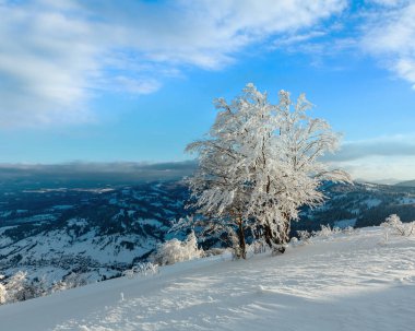 Dağ manzarası güzel süs ağaçları ve snowdrifts yamaç (Karpat Dağları, Ukrayna ile akşam kış sakin)