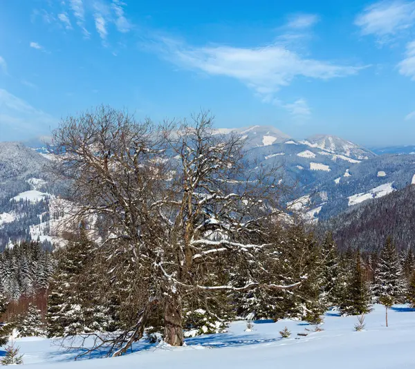Skupova Dağın Yamacında Ukrayna Karpat Pitoresk Kış Karlı Dağ Manzara — Stok fotoğraf