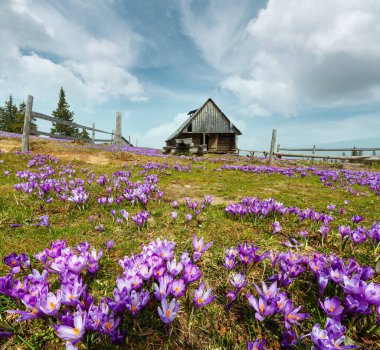 İlkbahar Karpatya dağ platosunda renkli çiçek açan mor Crocus heuffelianus (Crocus vernus) alp çiçekleri. Geniş mercek bozulması. Güzel kavramsal bahar ya da yaz başları manzarası.