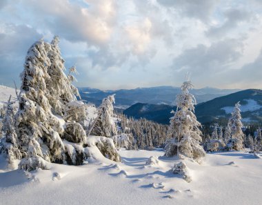 Sunrise Mountain kayak pistleri ve Alp tatil köyü yakınlarındaki köknar ağaçları..