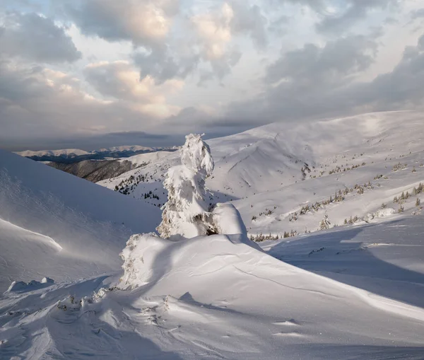 Los Abetos Cubiertos Nieve Meseta Montañosa Nevada Las Cimas Con — Foto de Stock