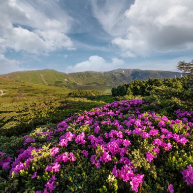 Yaz Dağı yamaçta pembe gül Rhododendron çiçekler. Carpathian, Chornohora, Ukrayna.