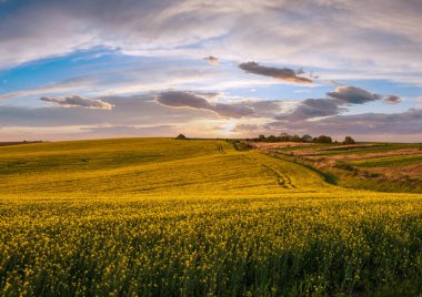 Bahar günbatımı kolza tohumu sarı çiçek açan tarlalar, akşam güneşinde bulutlu mavi gökyüzü. Doğal mevsim, iyi hava, iklim, eko, tarım, kırsal güzellik kavramı.