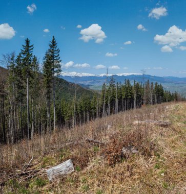 Bahar Karpat Dağları manzarası, Ukrayna.