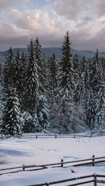 Przed Świtem Alpejska Góra Śnieżna Zima Las Jodłowy Zaspy Śnieżne — Zdjęcie stockowe