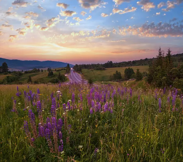 色彩斑斓的暮色六月 喀尔巴阡山乡村草场和公路遥遥无期 繁茂的植被和美丽的野花 — 图库照片