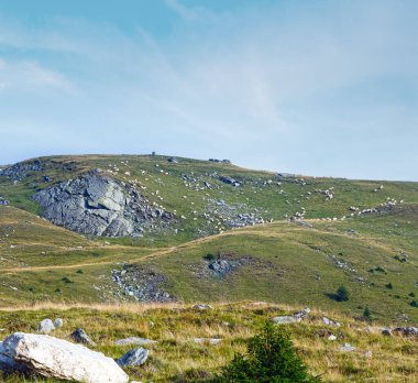 Yaz görünümünden Transalpina road (Güney Karpatlar, Romanya) ve koyun sürüsü yamaç.