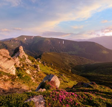 Pembe gül Rhododendron çiçek sabah erken yaz dağ eğim, Carpathian, Chornohora, Ukrayna.