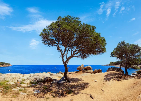 Akdeniz kayalık sahil yaz panorama çam ağaçları, büyük taşlar ve patika (Tamariu bay, Costa Brava, Katalonya, İspanya yakınındaki).