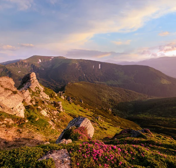 Pembe gül Rhododendron çiçek sabah erken yaz dağ eğim, Carpathian, Chornohora, Ukrayna.