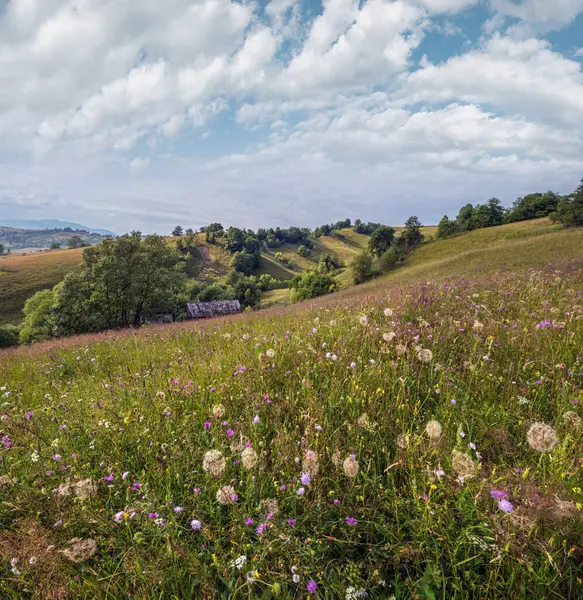Malebné Letní Karpatské Horské Louky Spousta Vegetace Krásné Divoké Květiny — Stock fotografie