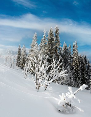 Kış sakin dağ manzarası güzel süs ağaçları ve snowdrifts yamaç (Karpat Dağları, Ukrayna)