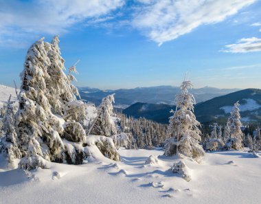 Sunrise Mountain kayak pistleri ve Alp tatil köyü yakınlarındaki köknar ağaçları..