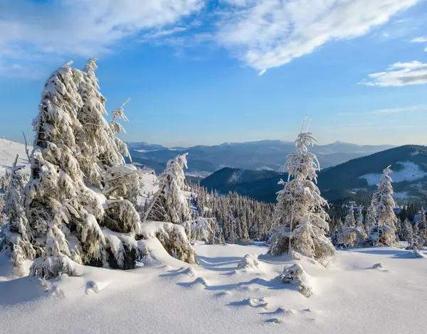 Sunrise Mountain kayak pistleri ve Alp tatil köyü yakınlarındaki köknar ağaçları..