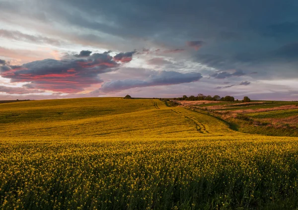 Spring Sunset Rapeseed Yellow Blooming Fields View Blue Sky Clouds — Stock Photo, Image