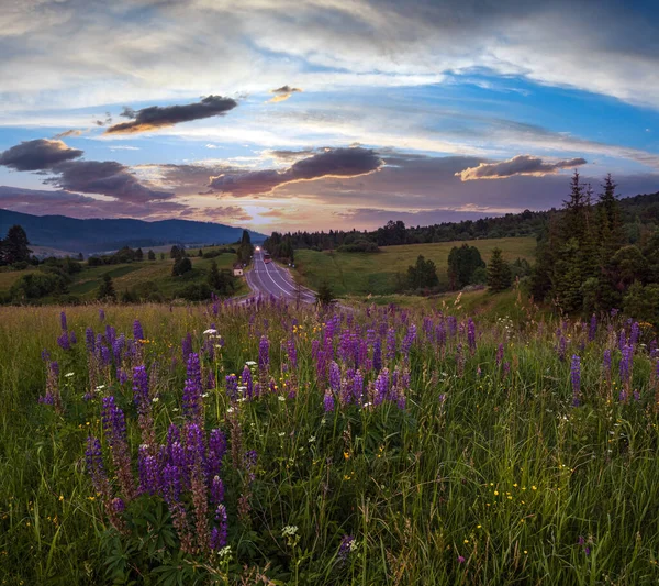 色彩斑斓的暮色六月 喀尔巴阡山乡村草场和公路遥遥无期 繁茂的植被和美丽的野花 — 图库照片