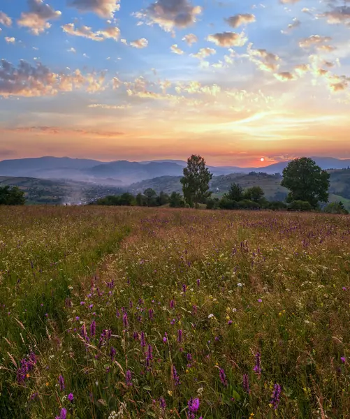 Schilderachtige Zomerschemering Karpaten Bergweiden Overvloed Aan Vegetatie Prachtige Wilde Bloemen — Stockfoto