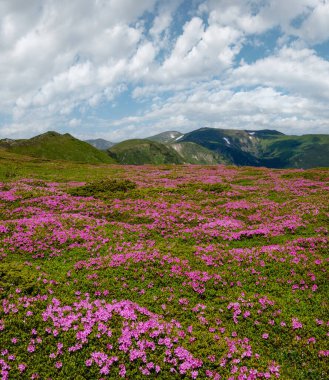 Karpat Dağları, Chornohora, Ukrayna 'nın verimli yamaçları (rhododendron çiçekleri). Yaz.