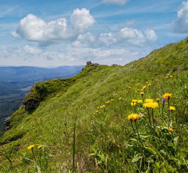 Yaz dağı yamacında sarı çiçekler. Pikuj Dağı, Karpatlar, Ukrayna.