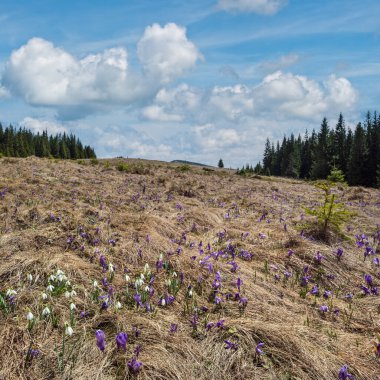 Bahar ayında çiçek açan mor Crocus heuffelianus (Crocus vernus) Alp çiçekleri Karpat dağ yaylası, Ukrayna.