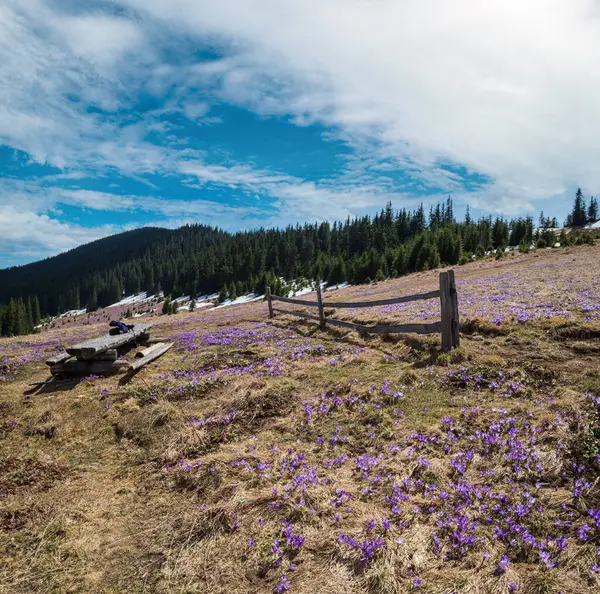 Blooming Purple Violet Crocus Heuffelianus Crocus Vernus Alpine Flowers Spring — Stock Photo, Image