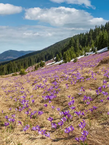 Blooming Purple Violet Crocus Heuffelianus Crocus Vernus Alpine Flowers Spring — Stock Photo, Image