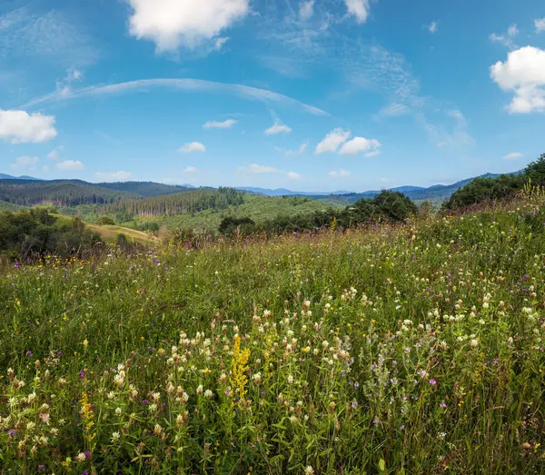 美丽的夏季喀尔巴阡山乡村草甸 繁茂的植被和美丽的野花 — 图库照片