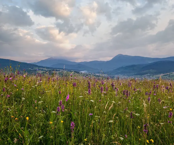 美丽的夏夜 喀尔巴阡山乡村草甸 植物繁茂 野花美丽 Hoverla和Petros的顶部在很远 — 图库照片